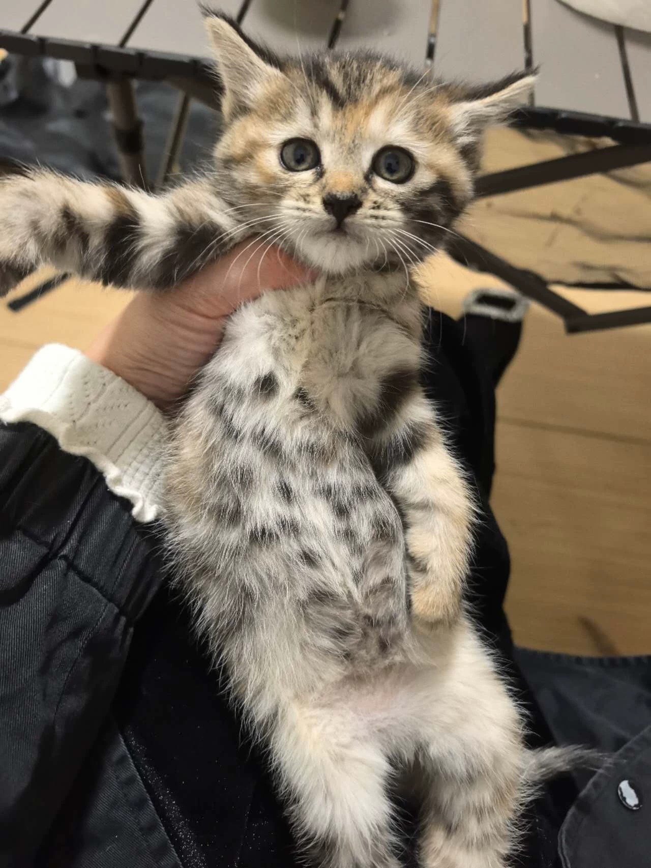 三花虎斑猫 圆脸 花纹清晰,好看 性格活泼可爱